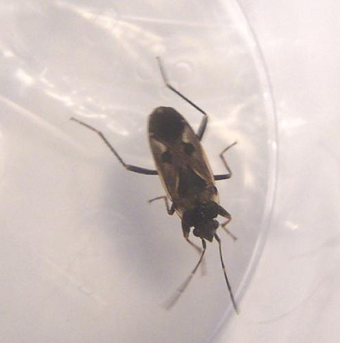 Rhyparochromus vulgaris