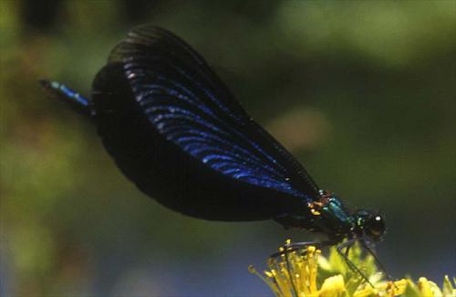 Réf. 1 917 : Calopteryx virgo virgo
