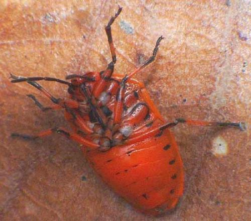Eurydema ornata