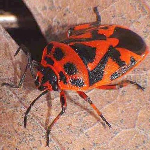 Réf. 1 162 : Eurydema ornata