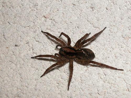 Trochosa terricola