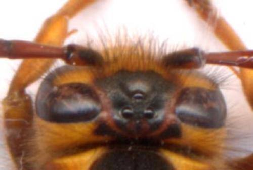 Réf. 1 676 : Dolichovespula media