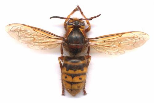Dolichovespula media