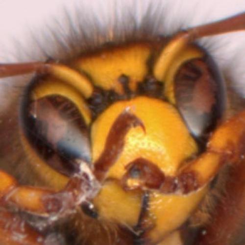 Dolichovespula media