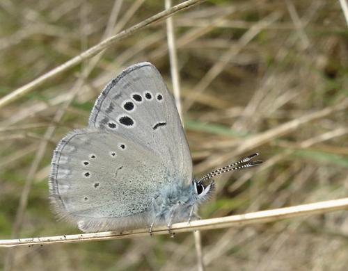 Glaucopsyche melanops