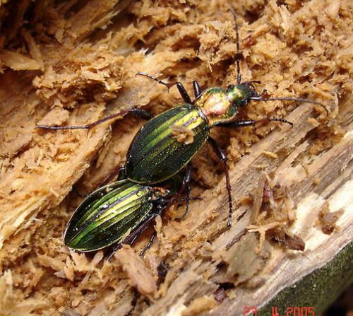 Réf. 1 800 : Carabus auronitens