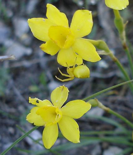 Réf. 1 819 : Thomisus citrinellus