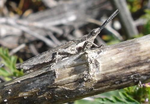 Pyrgomorpha conica conica