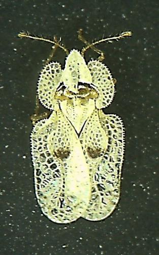 Réf. 1 855 : Corythucha ciliata