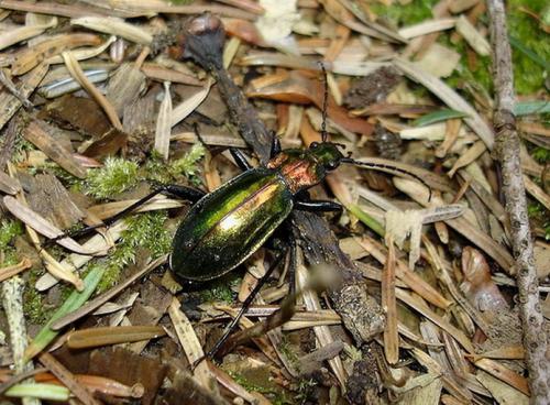 Réf. 1 805 : Carabus splendens