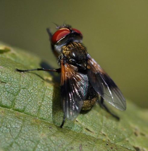 Réf. 1 232 : Ectophasia sp.