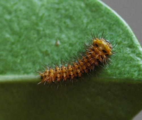 Rothschildia jacobaeae