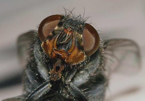 Calliphora vicina