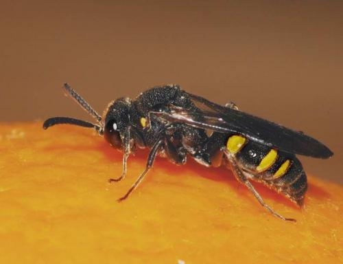 Nysson sp.
