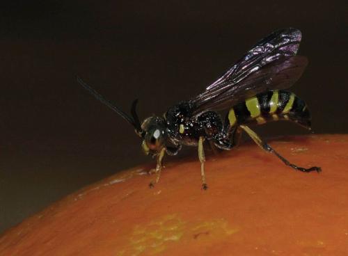 Gorytes laticinctus