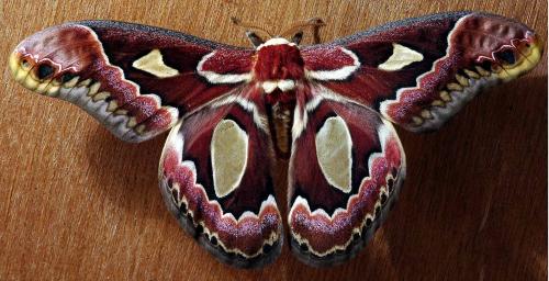 Réf. 1 082 : Rothschildia jacobaeae