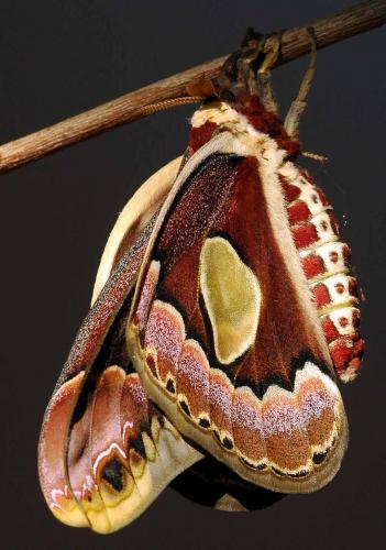 Réf. 1 085 : Rothschildia jacobaeae