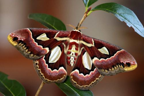 Rothschildia jacobaeae