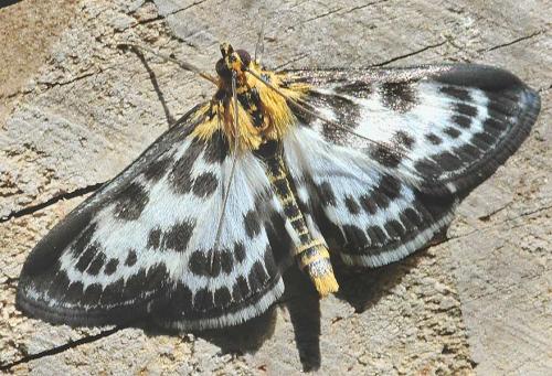 Réf. 1 339 : Anania hortulata