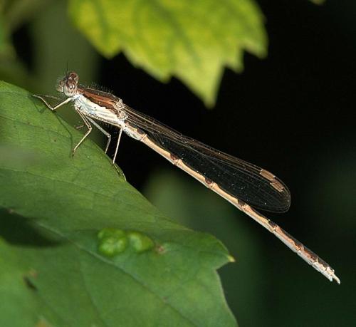 Réf. 1 229 : Sympecma fusca