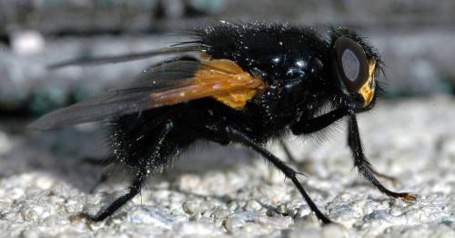 Réf. 1 180 : Mesembrina meridiana