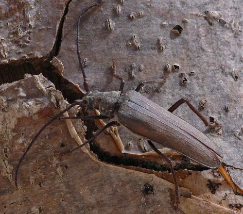 Réf. 1 181 : Aegosoma scabricorne