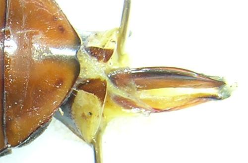 Dytiscus marginalis