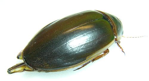 Dytiscus sp.