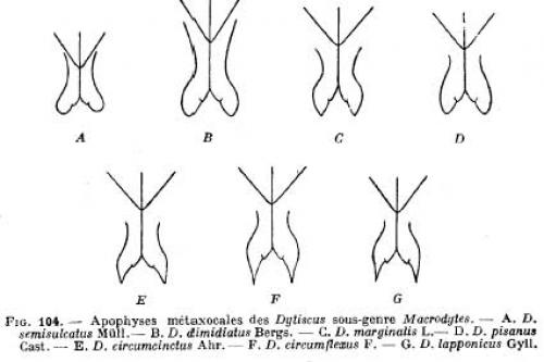 Dytiscus divers