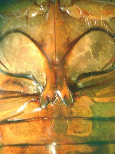 Dytiscus pisanus