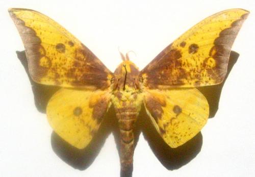 Réf. 1 822 : Eacles imperialis cacicus