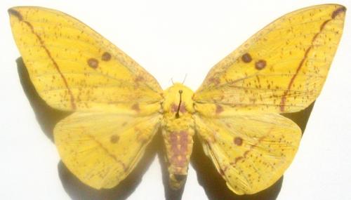Réf. 1 823 : Eacles imperialis cacicus