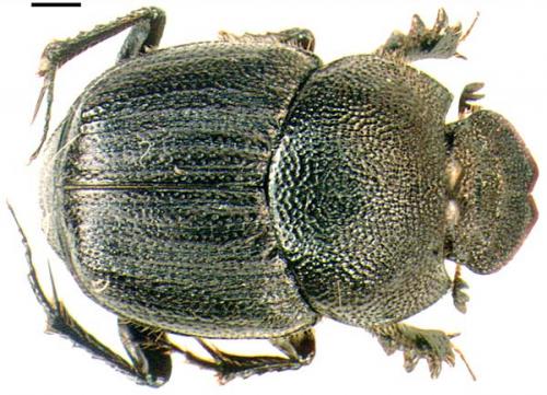 Onthophagus emarginatus