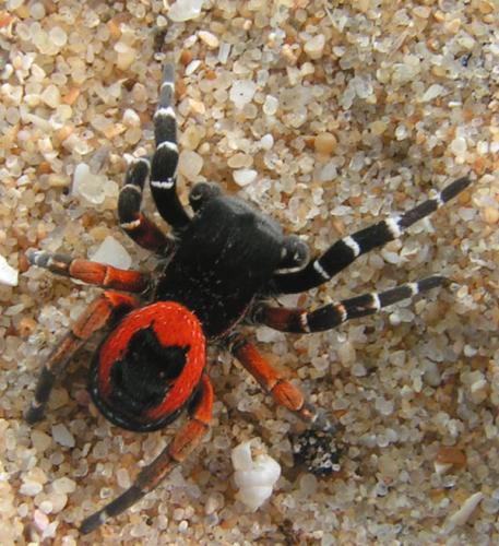 Eresus kollari