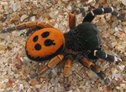 Eresus kollari