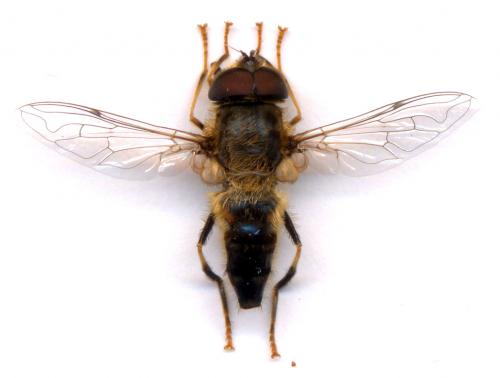 Eristalis pertinax