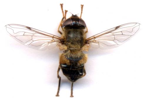 Eristalis pertinax