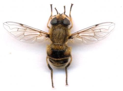 Eristalis arbustorum