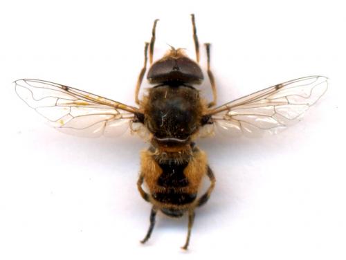 Eristalis arbustorum
