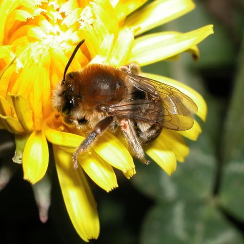 Eucera sp.