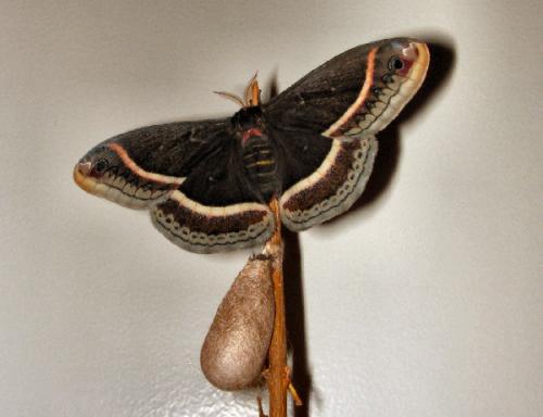 Eupackardia calleta