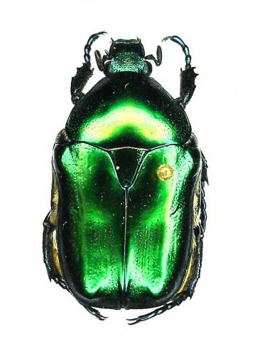 Eupotosia affinis