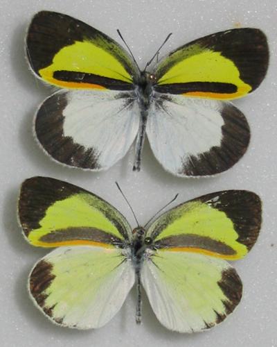 Réf. 1 243 : Eurema sp.