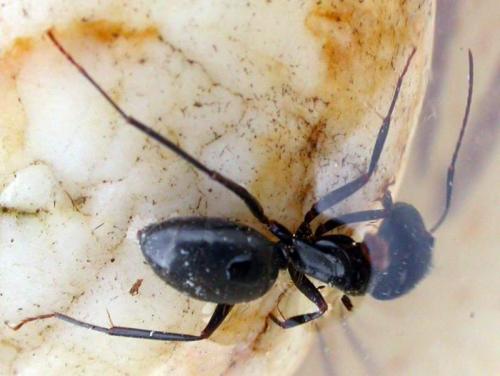 Camponotus sp.