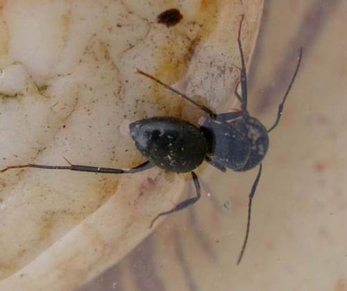 Camponotus sp.