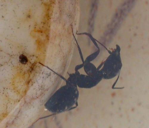 Camponotus sp.