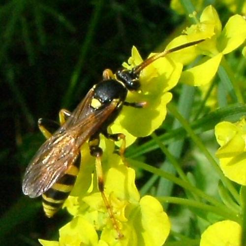 Réf. 1 936 : Ichneumon xanthorius