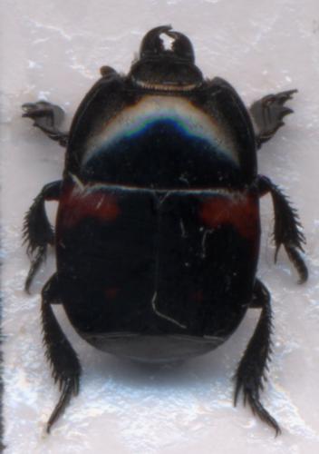 Hister quadrimaculatus