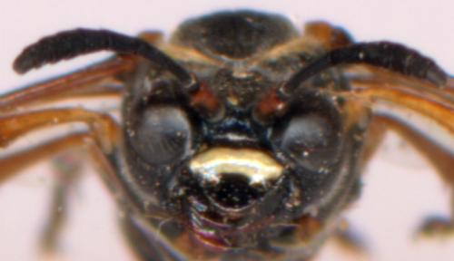 Tenthredo (marginella-omissa-thompsoni)