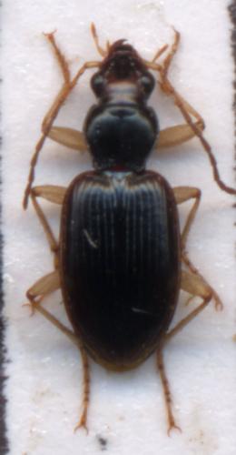 Paranchus albipes